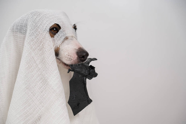 Jack Russell Terrier dog in a ghost costume holding a bat on a white background - Fotoğraf, Görsel