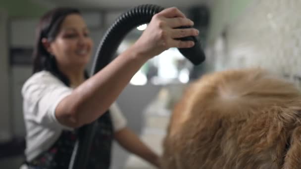 Joyous Pet Shop Propietario Turbo-Secado de un Golden Retriever: Fluffy Canine Makeover en progreso - Imágenes, Vídeo