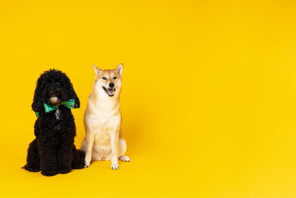 Σκύλοι Shiba Inu και Toy poodle σε κίτρινο φόντο - Φωτογραφία, εικόνα
