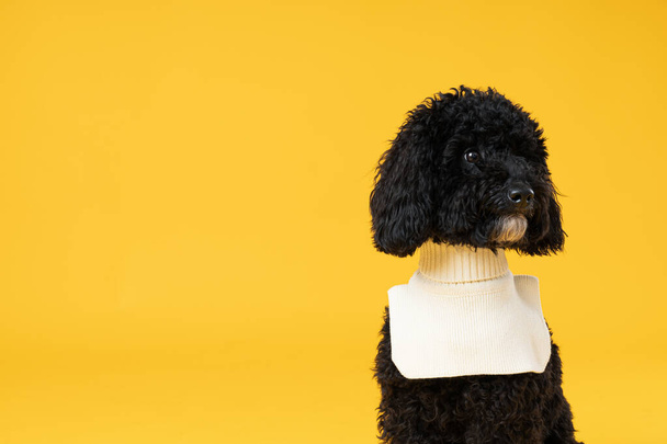 Juguete Poodle perro negro sobre fondo amarillo - Foto, Imagen