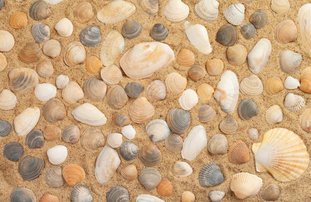 conchas molhadas na praia ensolarada
 - Foto, Imagem