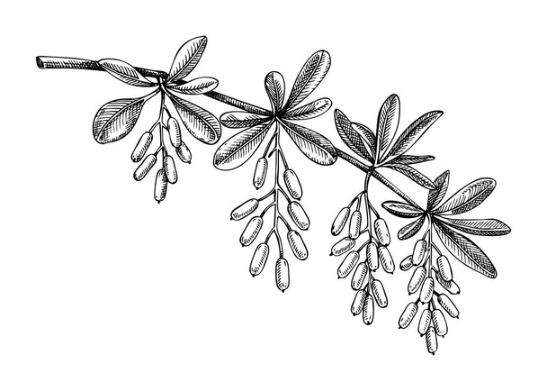 Decorative autumn plant sketch. Barberry branch drawing. Hand drawn botanical element in sketch style. Sketched fall leaves and berries  illustrations. For Thanksgiving day design. - Vettoriali, immagini