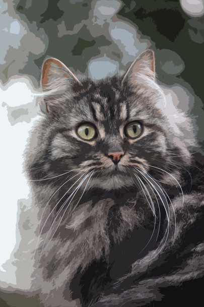 velmi roztomilé dlouhé vlasy hnědé a černé mourovatá kočička s dlouhými - Fotografie, Obrázek