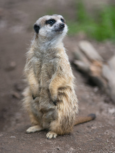 meerkat stands on its hind legs and looks to the side - Φωτογραφία, εικόνα