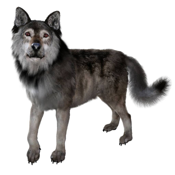 CG, 3D render, illusztráció, barna Wolf - Fotó, kép