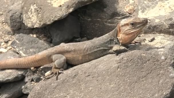 Gallotia stehlini, species of giant lizard endemic to Gran Canaria island. This lizard is known for its unique appearance and fascinating behavior, making it popular subject for study and observation. - Footage, Video