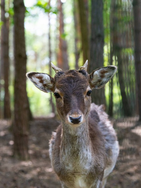  female deer (dana dana) backdrop of the forest - Фото, зображення