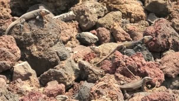 giant lizard Gallotia stehlini of Gran Canaria in Canary. Its reproduction, ecology, and evolution are subject of ongoing research, highlighting importance of studying island biology and biogeography. - Footage, Video