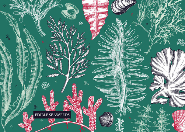 Seaweed vector background in sketch style. Edible algae - golden kelp, wakame, kombu, hijiki, rish moss drawings. Underwater plant botanical illustration in color. Healthy food, cosmetics ingredients - Vector, imagen
