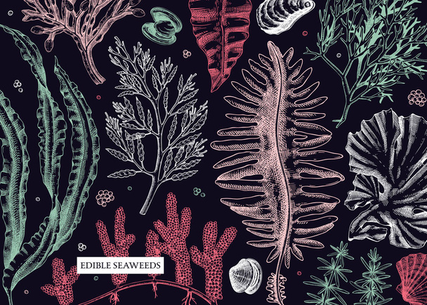 Seaweed vector background in sketch style. Edible algae - golden kelp, wakame, kombu, hijiki, rish moss drawings. Underwater plant botanical illustration in color. Healthy food, cosmetics ingredients - Vettoriali, immagini