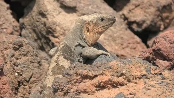 conservation status of giant lizard Gallotia stehlini is threatened due to Canary habitat destruction, emphasizing the need for protected areas to ensure the survival of this magnificent species. - Footage, Video
