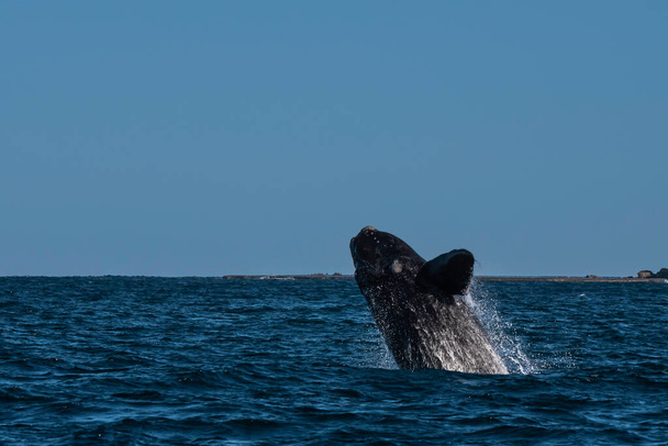 Salto de ballenas francas Sohutern, especies en peligro de extinción, Patagonia, Argentina - Foto, Imagen