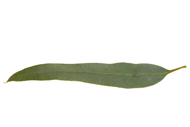 eucalyptus leaf isolated on white background - Foto, imagen