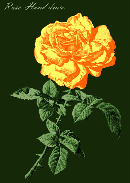 kuva värillinen ruusu vihreällä taustalla
  - Vektori, kuva
