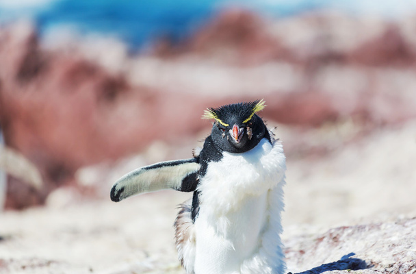Tučňák v Argentině - Fotografie, Obrázek
