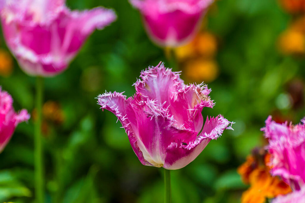 A kilátás egy rojtos csoport tulipán Chipping Warden, UK nyáron - Fotó, kép