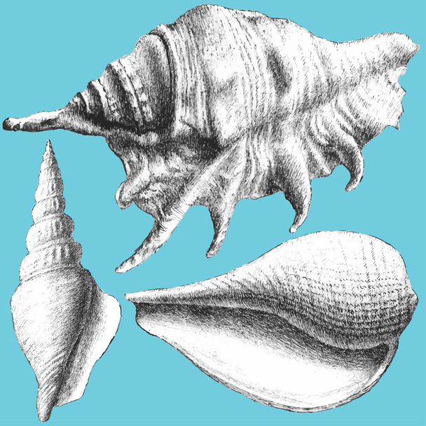 illustration with different realistic shells - Διάνυσμα, εικόνα