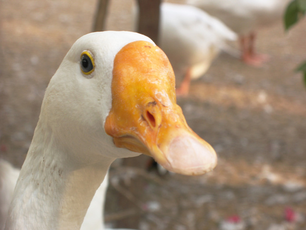Duck - Photo, Image