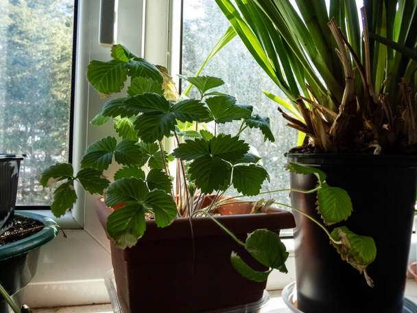 Primer plano de la planta de fresa verde silvestre creciendo en una olla de plástico en un alféizar de la ventana en la luz del sol brillante en casa. Jardinería interior y plántulas germinantes - Foto, Imagen