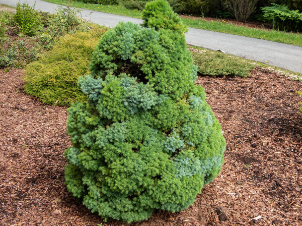 Белая ель, канадская ель или сосна (Picea Fucca (Moench) Vi) "Орегонская синяя" конической формы и лоскутная сине-зеленая листва, растущая в саду - Фото, изображение