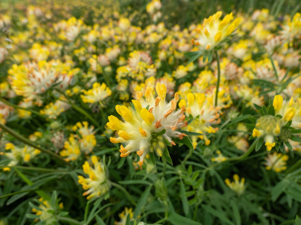 Zwykłe nerkowca, wyka nerki lub raniący (Anthyllis vulneraria) rośnie na łące i kwitnie z kulistą głową kwiatu z żółtymi płatkami w lecie - Zdjęcie, obraz