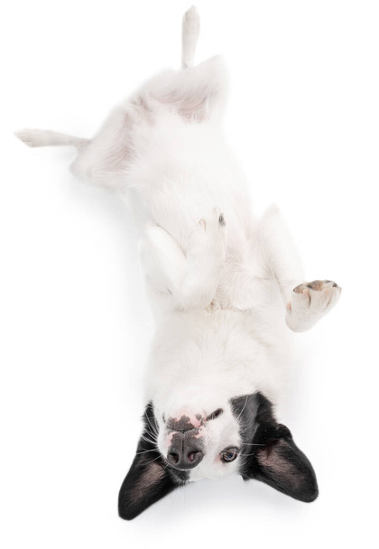 Adorable upside down dog lies on its back with its belly up. hide and seek. naughty silly playing raises a paw. Adorable relaxed dog love time moment. Studio shot pets on white. Play time! - Fotoğraf, Görsel