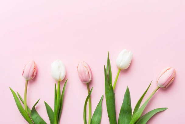 Tulipani rosa e bianchi su una cornice di festa colorata Sfondo. Fondo floreale primavera per l '8 marzo, compleanno, festa della mamma. copia spazio vista dall'alto flat lay. - Foto, immagini