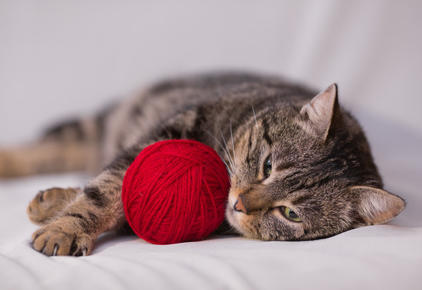 chat jouant avec boule de fil rouge
 - Photo, image