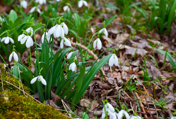 Primavera Snowdrops
 - Foto, Imagen