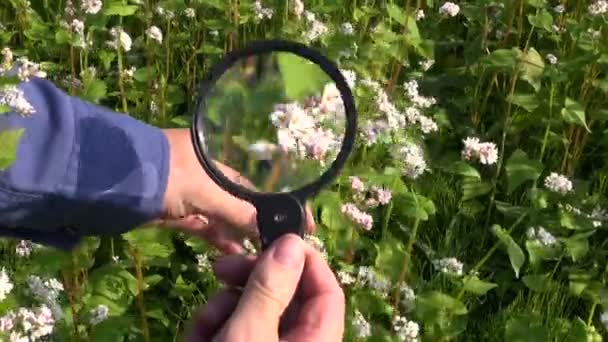 Agronómus gazda keres hajdina növények állapota mezőben a Nagyító eszközzel - Felvétel, videó