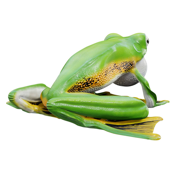 3d illustration of Wallace's Flying Frog - Фото, изображение