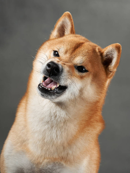 funny dog snarls on a gray background. Shiba Inu is worth a muzzle in studio  - Foto, Imagen