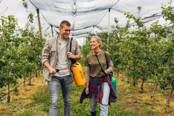 A man and a woman enjoy working together in a fruit plantation. - Фото, зображення