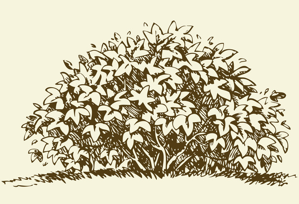 Grote bush. Vector schets - Vector, afbeelding