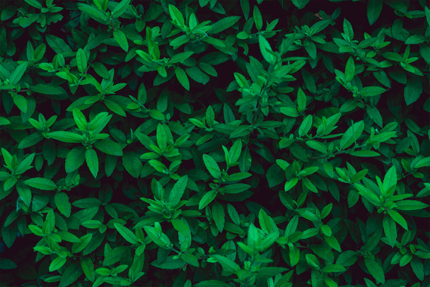 Fresh green leaves covering the wall. Natural green background from young green leaves. - Foto, imagen