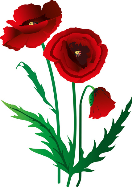 цветы мак
 - Вектор,изображение