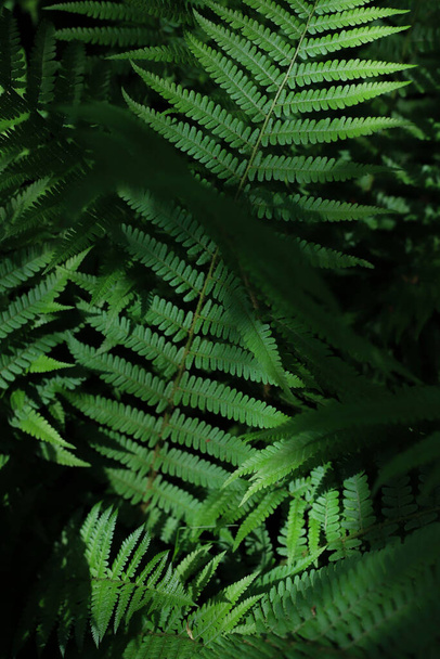 perennial widespread beautiful on the planet green fern plant. for cards, covers, screensavers, stickers, banners, notepads, advertisements, etc. - Photo, Image