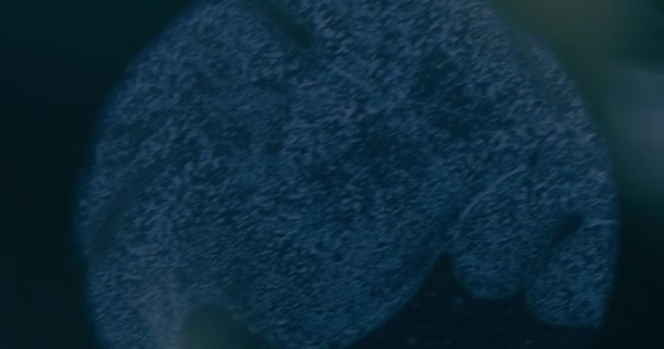 Zbliżenie komórek nowotworowych pod mikroskopem w laboratorium - Materiał filmowy, wideo