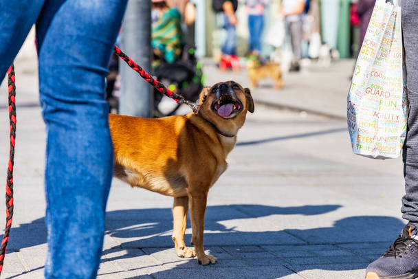 Wroclaw, Polonia - Septiembre 2022: Plaza de la Libertad en Wroclaw y calles de la ciudad llenas de perros pequeños y grandes en Wroclaw Dogs Parade Hau Are You organizado por refugio de animales sin hogar local - Foto, Imagen
