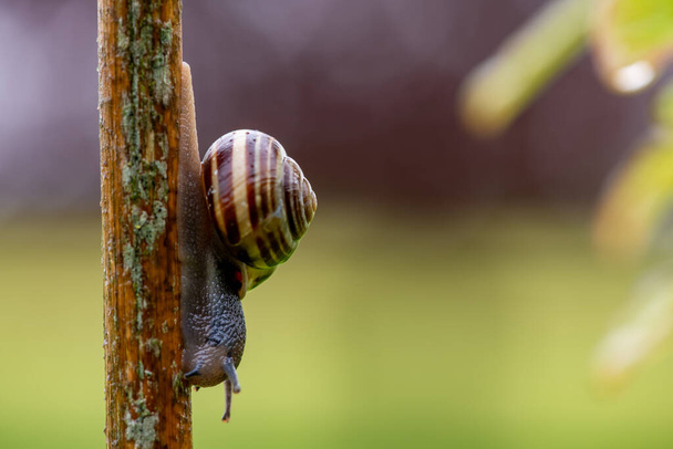 Close up of a garden banded snail (capaea hortensis) on a bamboo cane in the garden - Photo, Image