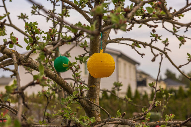 Plastik yapışkan böceklerin yakın çekim görüntüsü elma ağacına tuzak kurar. İsveç.  - Fotoğraf, Görsel