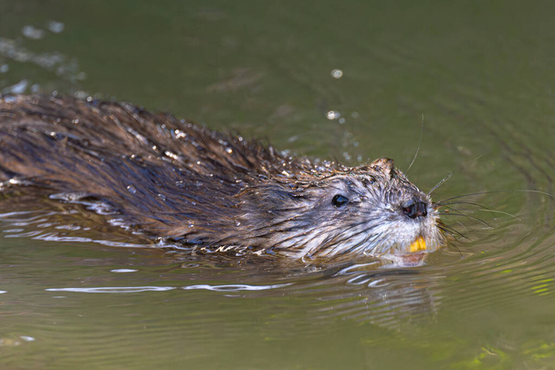 Muskrat (Ondatra zibethicus) Swimming in a River - Photo, Image