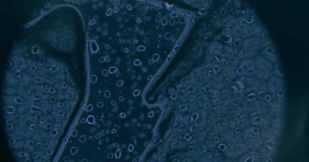 Zbliżenie komórek nowotworowych pod mikroskopem w laboratorium - Materiał filmowy, wideo