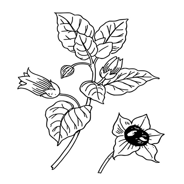 Vektorová silueta květin na bílém pozadí - Vektor, obrázek