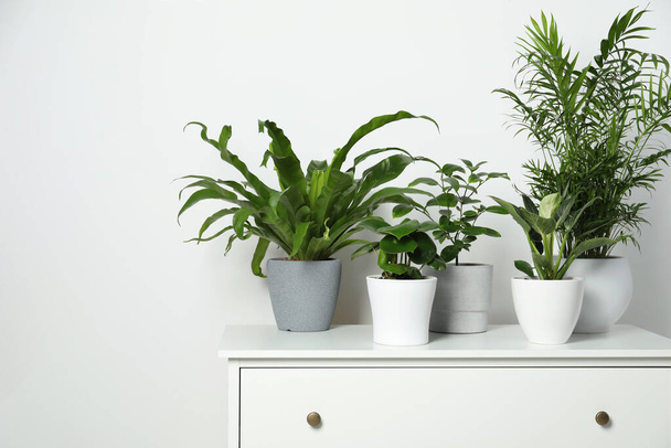 Many different houseplants in pots on chest of drawers near white wall, space for text - Fotó, kép