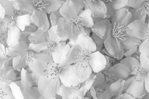 Beautiful white jasmine flowers as background, closeup - Foto, imagen