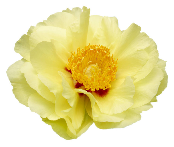 Eine Pfingstrose in voller Blüte mit gelben und weißen Blütenblättern. Isoliert. Blühende Schönheit: Die leuchtenden Farben der Pfingstrose einfangen. Sonne-Link-See - Foto, Bild