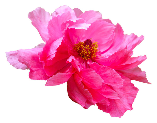 Una flor de peonía en flor con pétalos de color rosa y blanco. Aislado. Blooming Beauty: Capturing the Vibrant Colors of Peony Season (en inglés). Sol-Enlace-Mar - Foto, Imagen