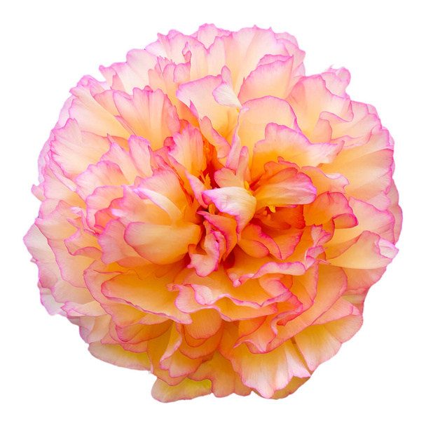 Une fleur de pivoine fleurie aux couleurs pétales blanches, jaunes et violettes. Isolé. Floraison Beauté : Capturer les couleurs vibrantes de la saison pivoine. Sun-Link-Sea - Photo, image
