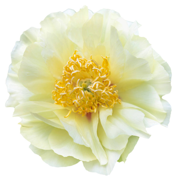 Eine Pfingstrose in voller Blüte mit gelben und weißen Blütenblättern. Isoliert. Blühende Schönheit: Die leuchtenden Farben der Pfingstrose einfangen. Sonne-Link-See - Foto, Bild